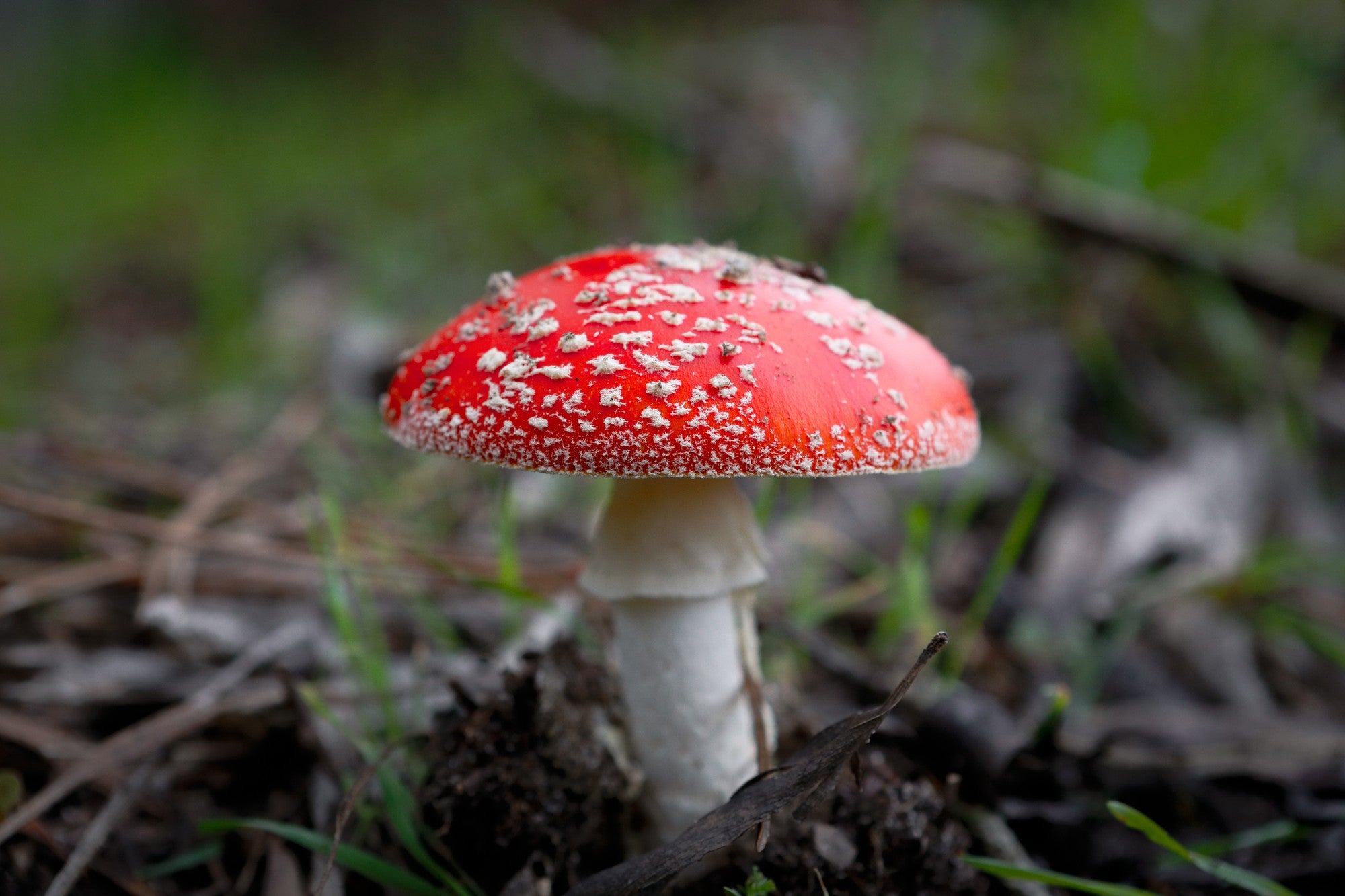 Ein einzelner Fliegenpilz Amanita Muscaria