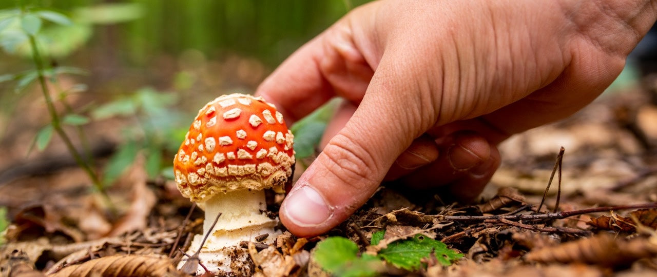 Ein kleinerer Fliegenpilz wird geerntet