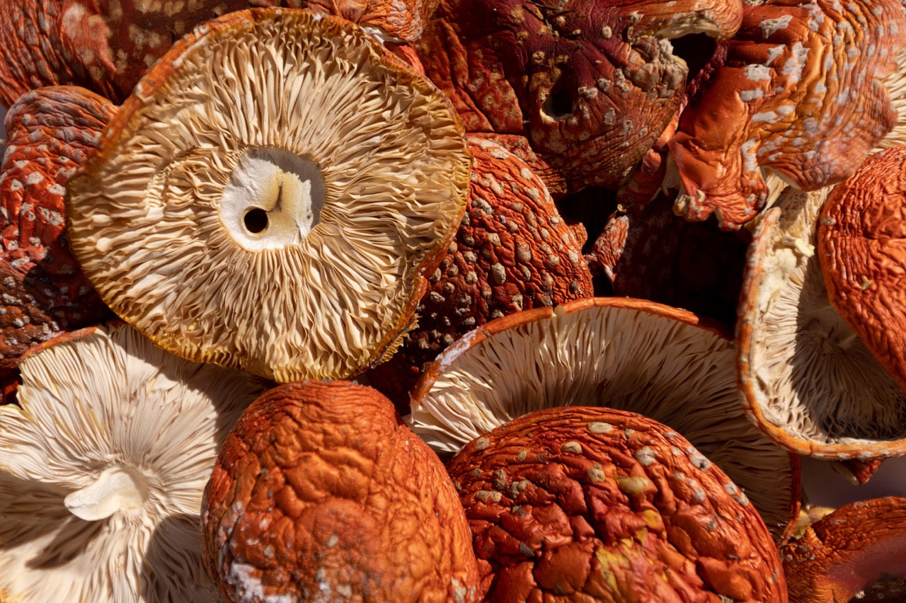 Getrocknete Fliegenpilz Kappen