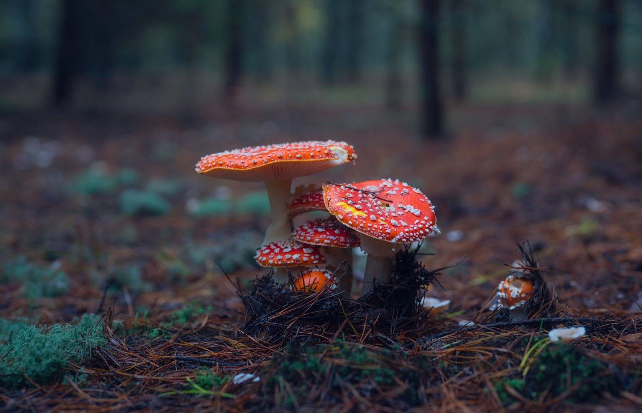 Ein Bündel Amanita Muscaria auf einer Lichtung